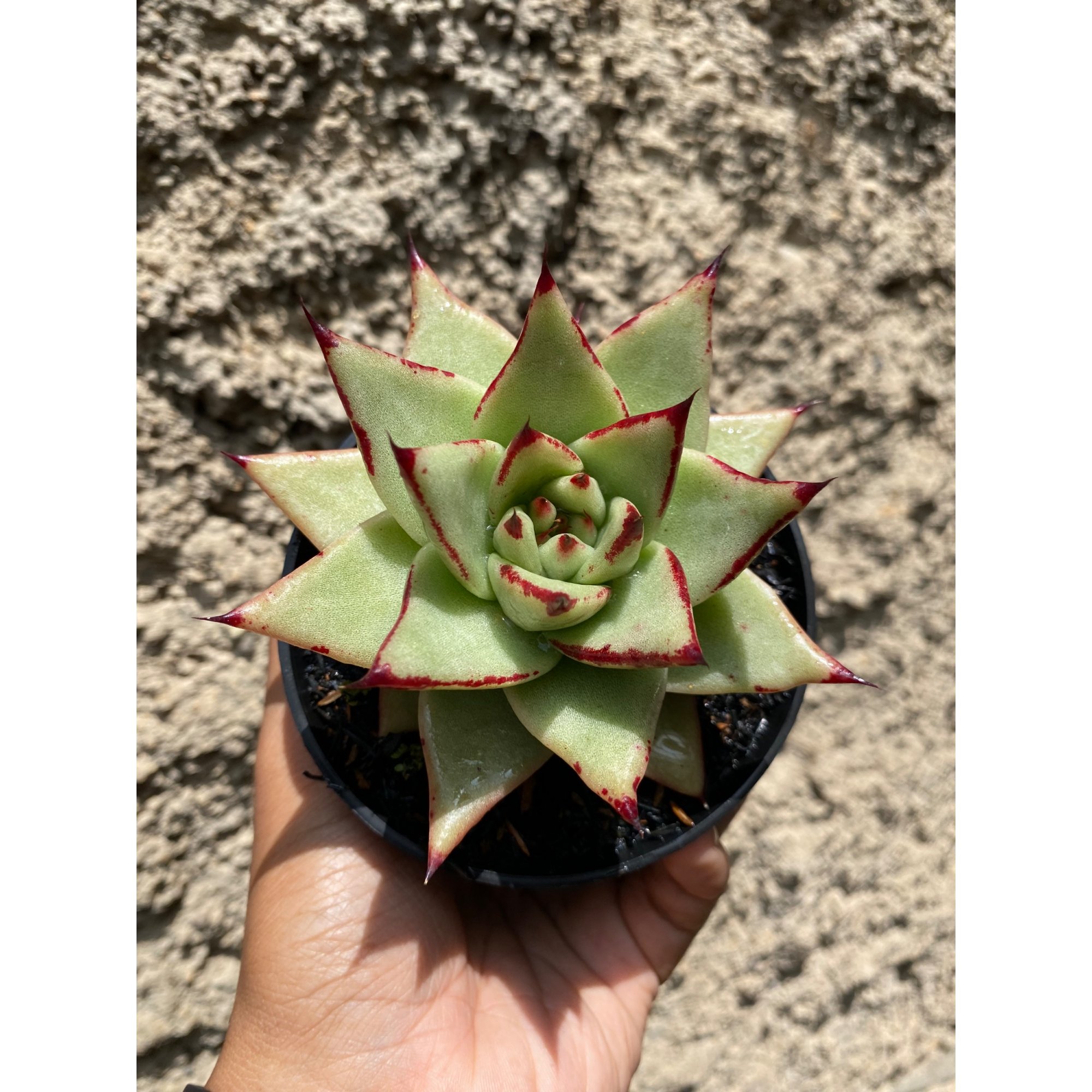 Echeveria Agavoides Ebony - The Bloody Succulents size 10 cm, real feature image plant. Picture taken directly from kaktus.id community Echeveria farmer green houses.