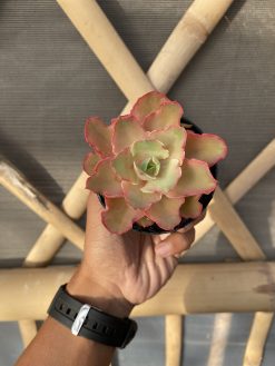 Echeveria Curly Chantilly, real gallery image #22 plants. Picture taken directly from kaktus.id community Echeveria farmer green houses.