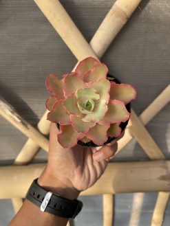 Echeveria Curly Chantilly, real gallery image #23 plants. Picture taken directly from kaktus.id community Echeveria farmer green houses.