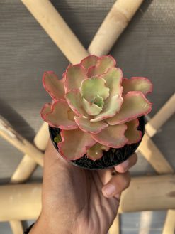 Echeveria Curly Chantilly, real gallery image #24 plants. Picture taken directly from kaktus.id community Echeveria farmer green houses.