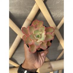 Echeveria Curly Chantilly, real feature image plant. Picture taken directly from kaktus.id community Echeveria farmer green houses.