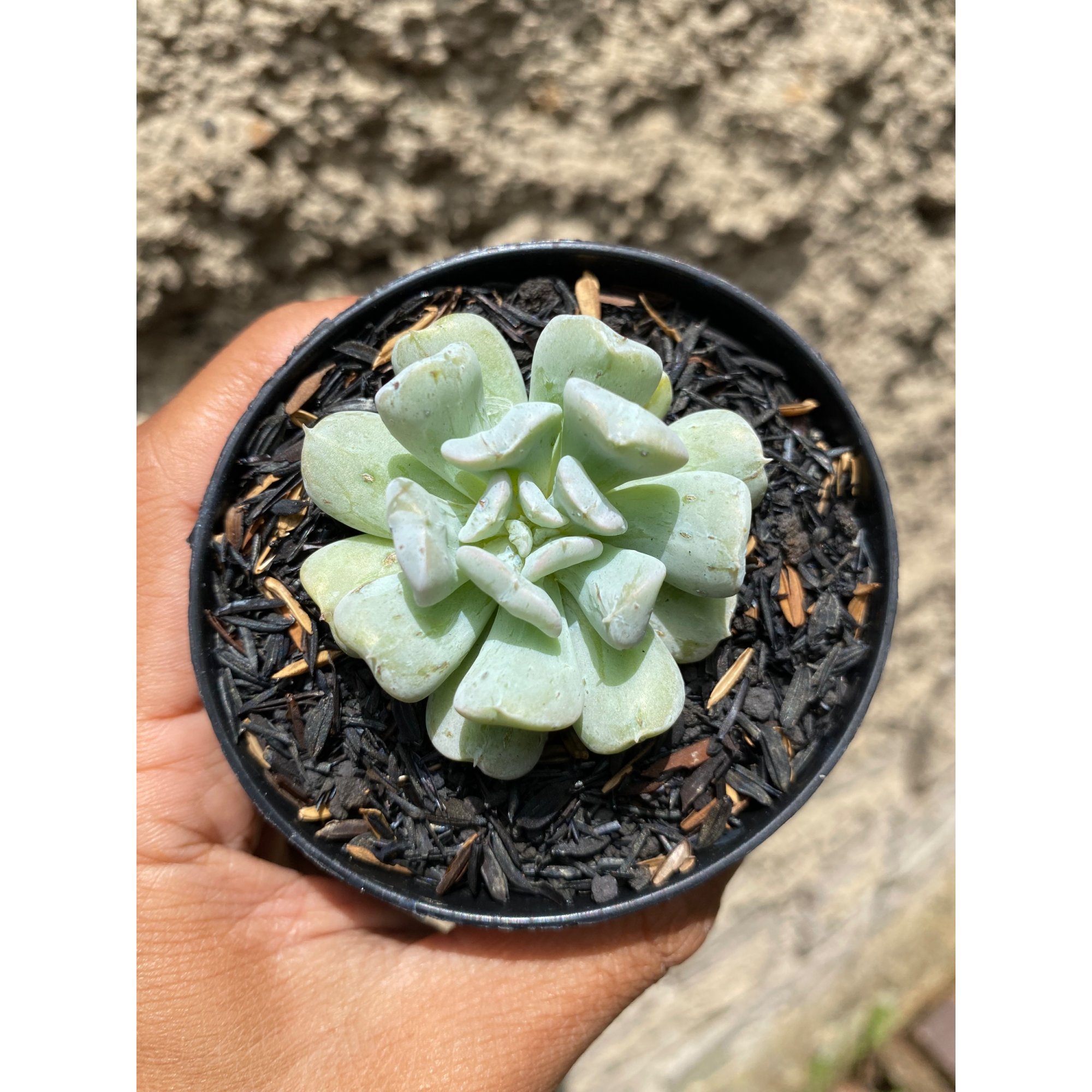 Echeveria Ice Crown, real feature image plant. Picture taken directly from kaktus.id community Echeveria farmer green houses.