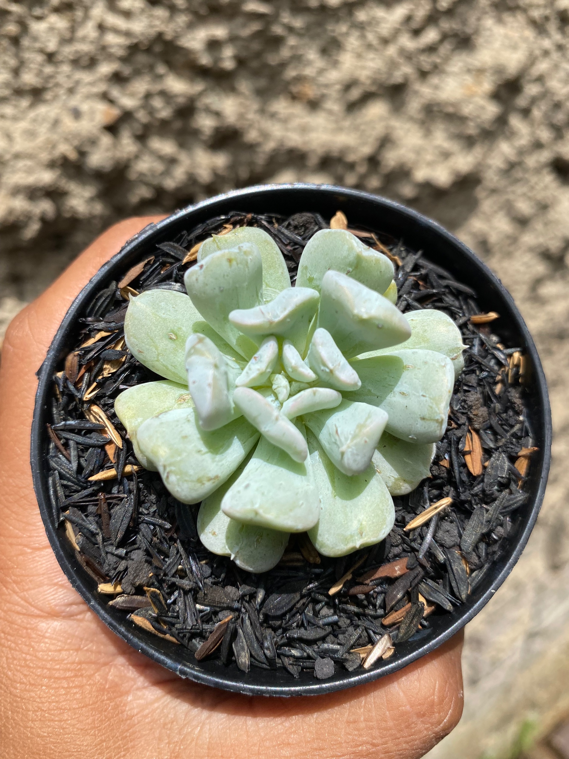 Echeveria Ice Crown, real gallery image #1 plants. Picture taken directly from kaktus.id community Echeveria farmer green houses.