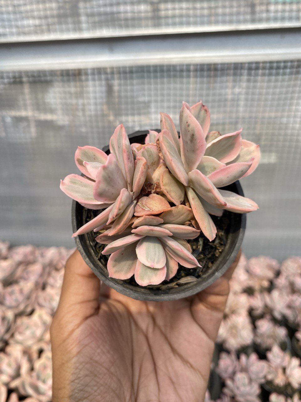 Echeveria Pink Angel 3 Head, real gallery image #1 plants. Picture taken directly from kaktus.id community Echeveria farmer green houses.