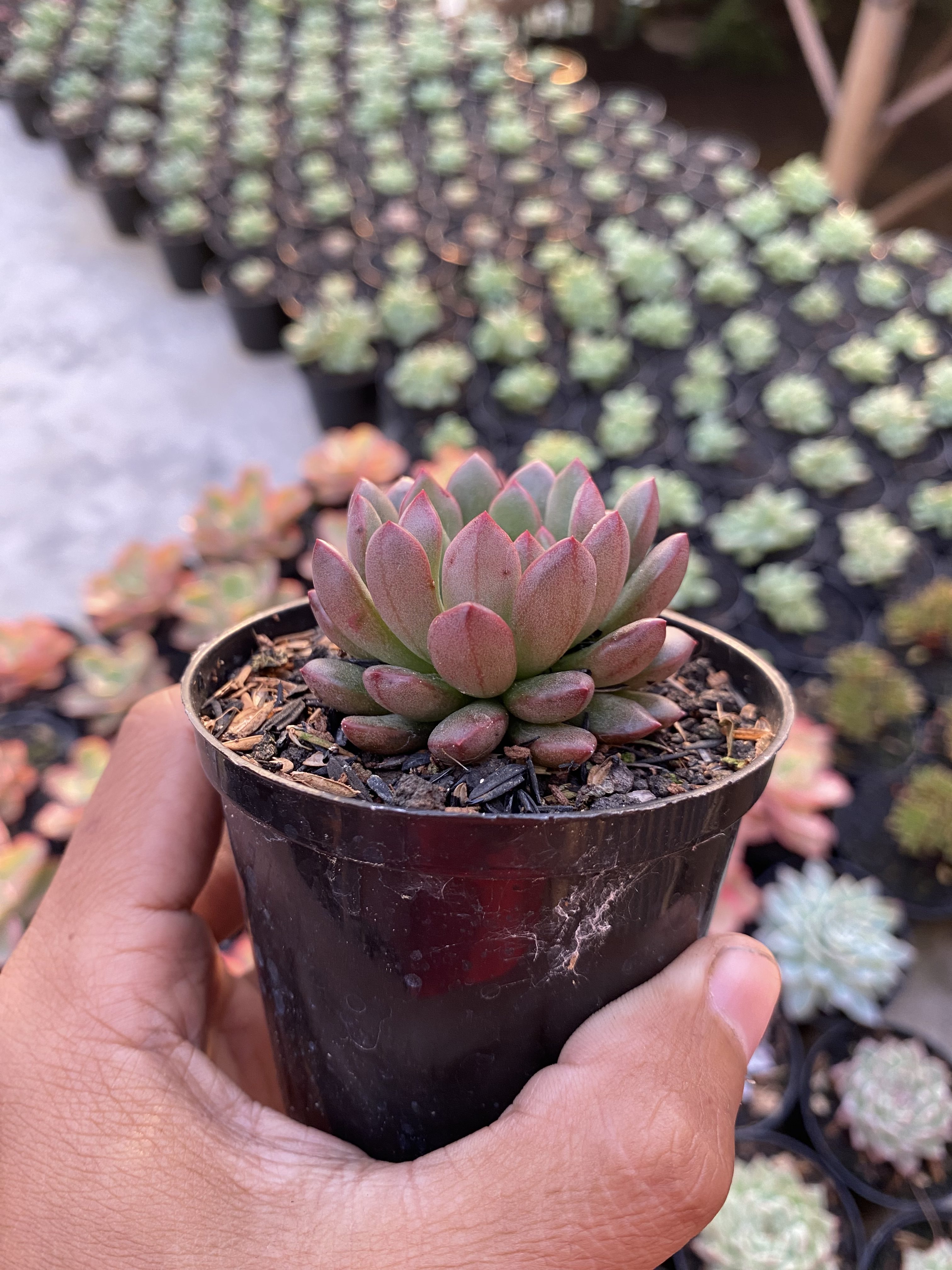 Echeveria Pink Ruby, real gallery image #1 plants. Picture taken directly from kaktus.id community Echeveria farmer green houses.