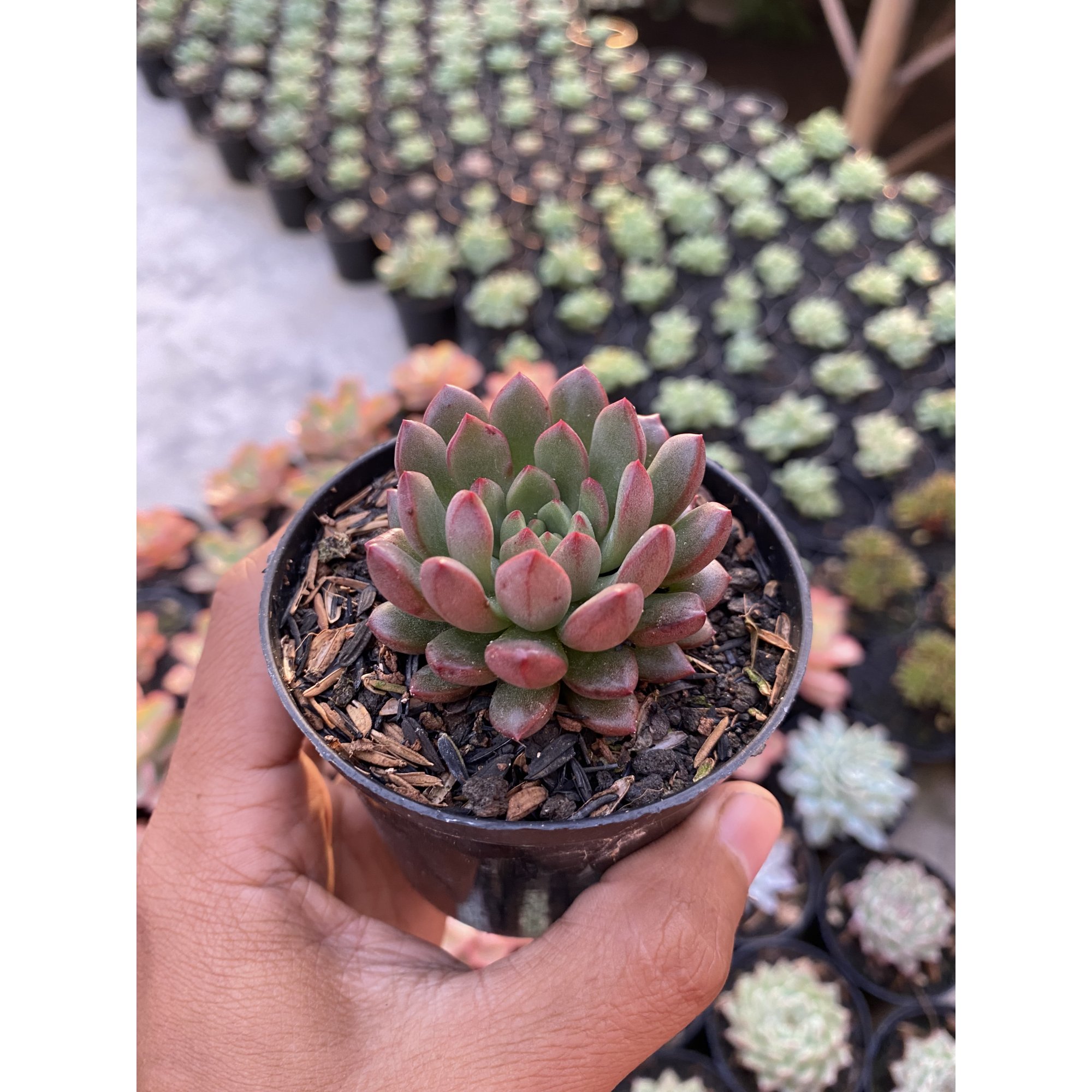 Echeveria Pink Ruby, real feature image plant. Picture taken directly from kaktus.id community Echeveria farmer green houses.