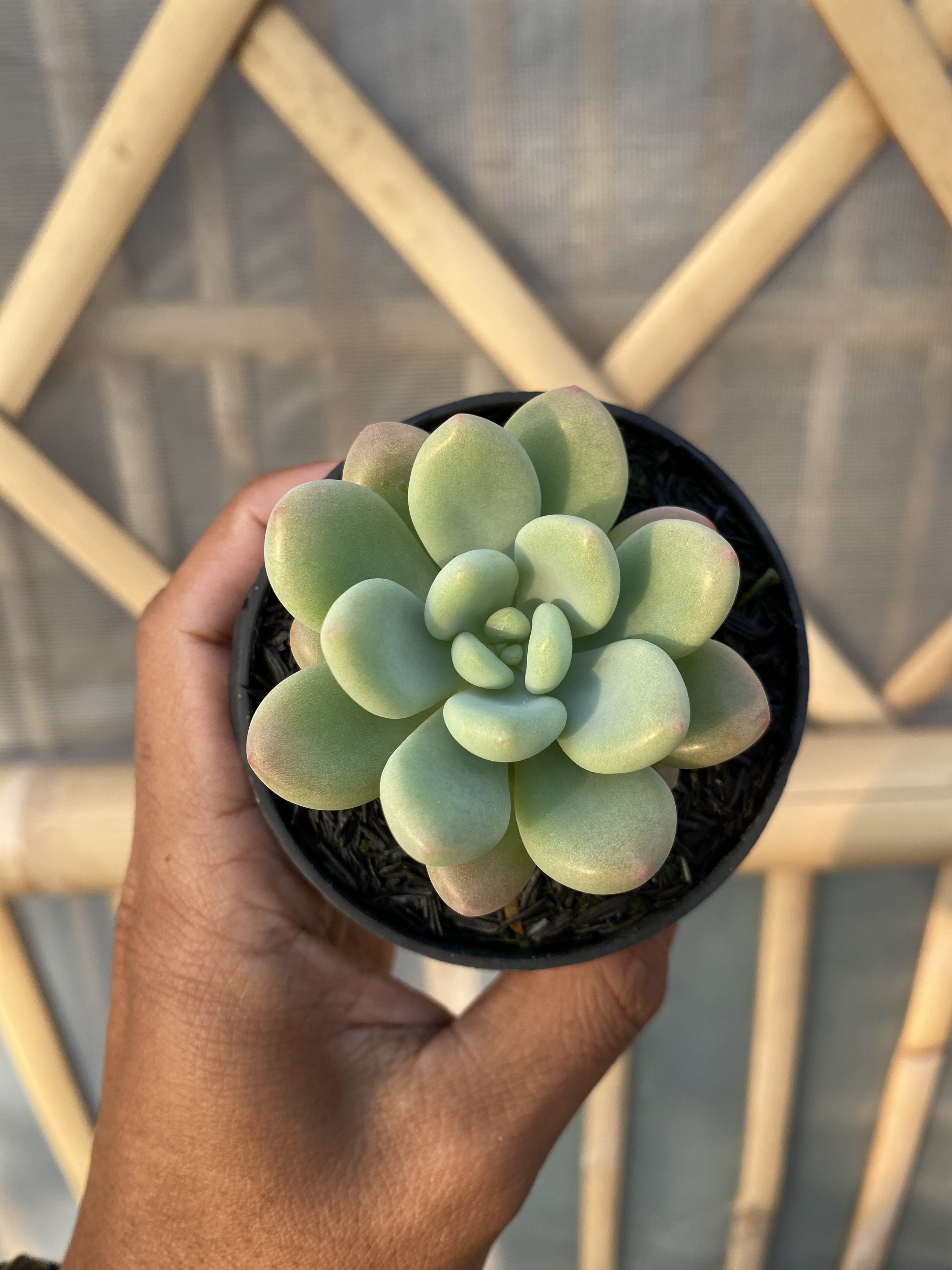 Echeveria Rococo, real gallery image #1 plants. Picture taken directly from kaktus.id community Echeveria farmer green houses.