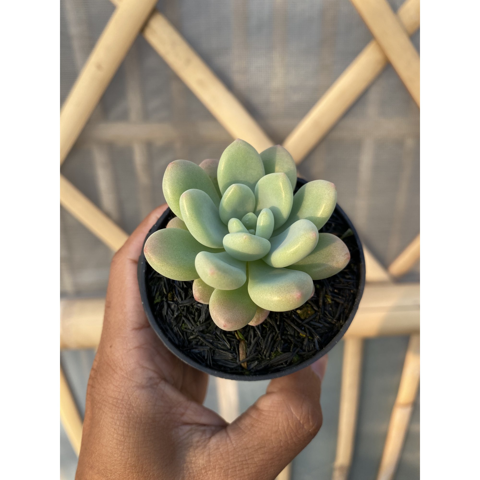 Echeveria Rococo, real feature image plant. Picture taken directly from kaktus.id community Echeveria farmer green houses.