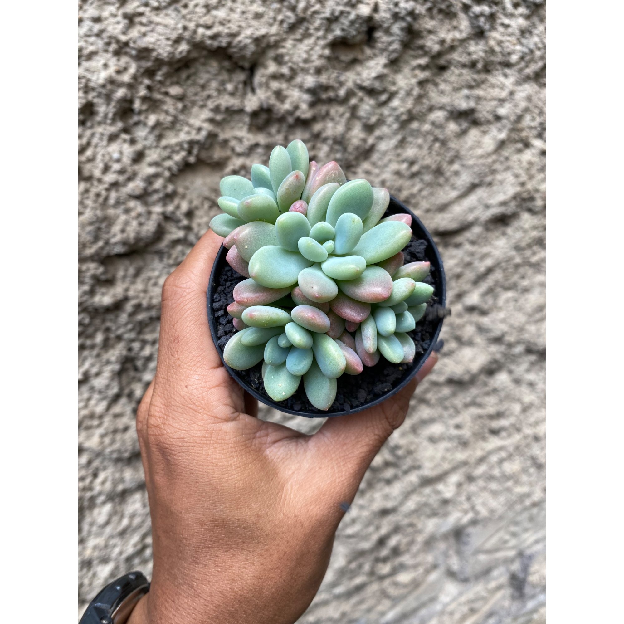 Echeveria Rococo Cluster, real feature image plant. Picture taken directly from kaktus.id community Echeveria farmer green houses.