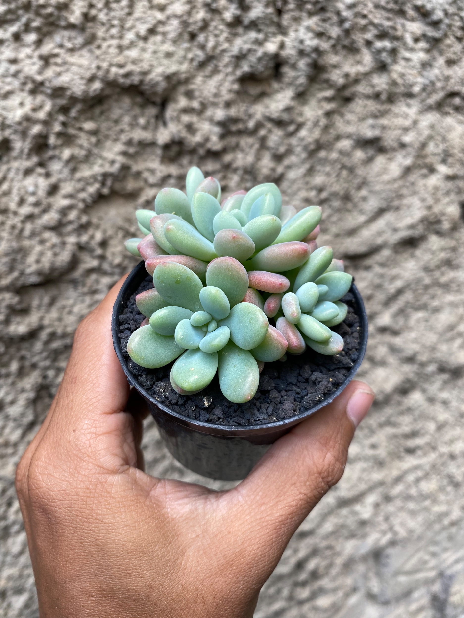 Echeveria Rococo Cluster, real gallery image #1 plants. Picture taken directly from kaktus.id community Echeveria farmer green houses.