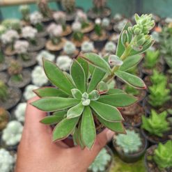 Echeveria Setosa Mexican Firecracker, real gallery image #1 plants. Picture taken directly from kaktus.id community Echeveria farmer green houses.