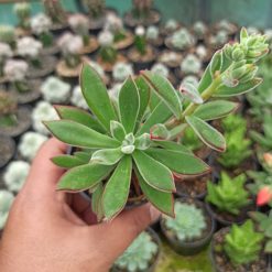 Echeveria Setosa Mexican Firecracker, real gallery image #2 plants. Picture taken directly from kaktus.id community Echeveria farmer green houses.