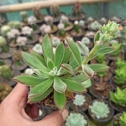 Echeveria Setosa Mexican Firecracker, real gallery image #3 plants. Picture taken directly from kaktus.id community Echeveria farmer green houses.