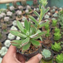 Echeveria Setosa Mexican Firecracker, real gallery image #4 plants. Picture taken directly from kaktus.id community Echeveria farmer green houses.