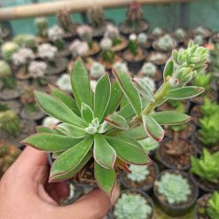 Echeveria Setosa Mexican Firecracker, real gallery image #5 plants. Picture taken directly from kaktus.id community Echeveria farmer green houses.