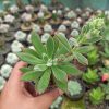 Echeveria Setosa Mexican Firecracker, real feature image plant. Picture taken directly from kaktus.id community Echeveria farmer green houses.