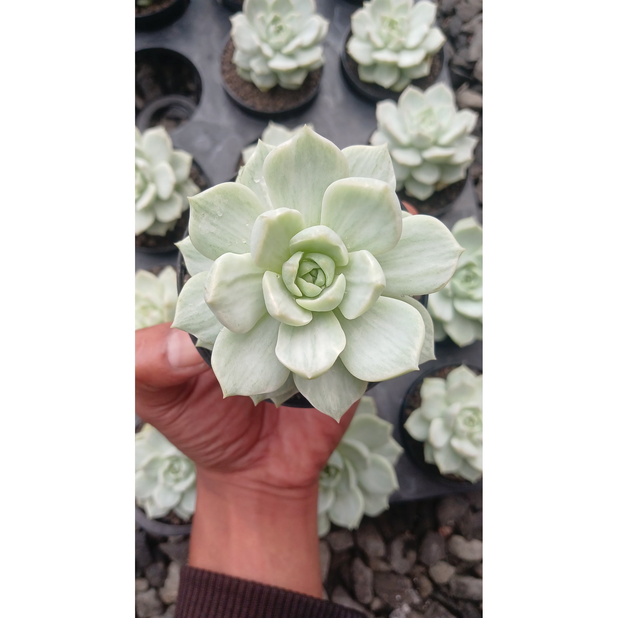 Echeveria Titubans Silky, real feature image plant. Picture taken directly from kaktus.id community Echeveria farmer green houses.