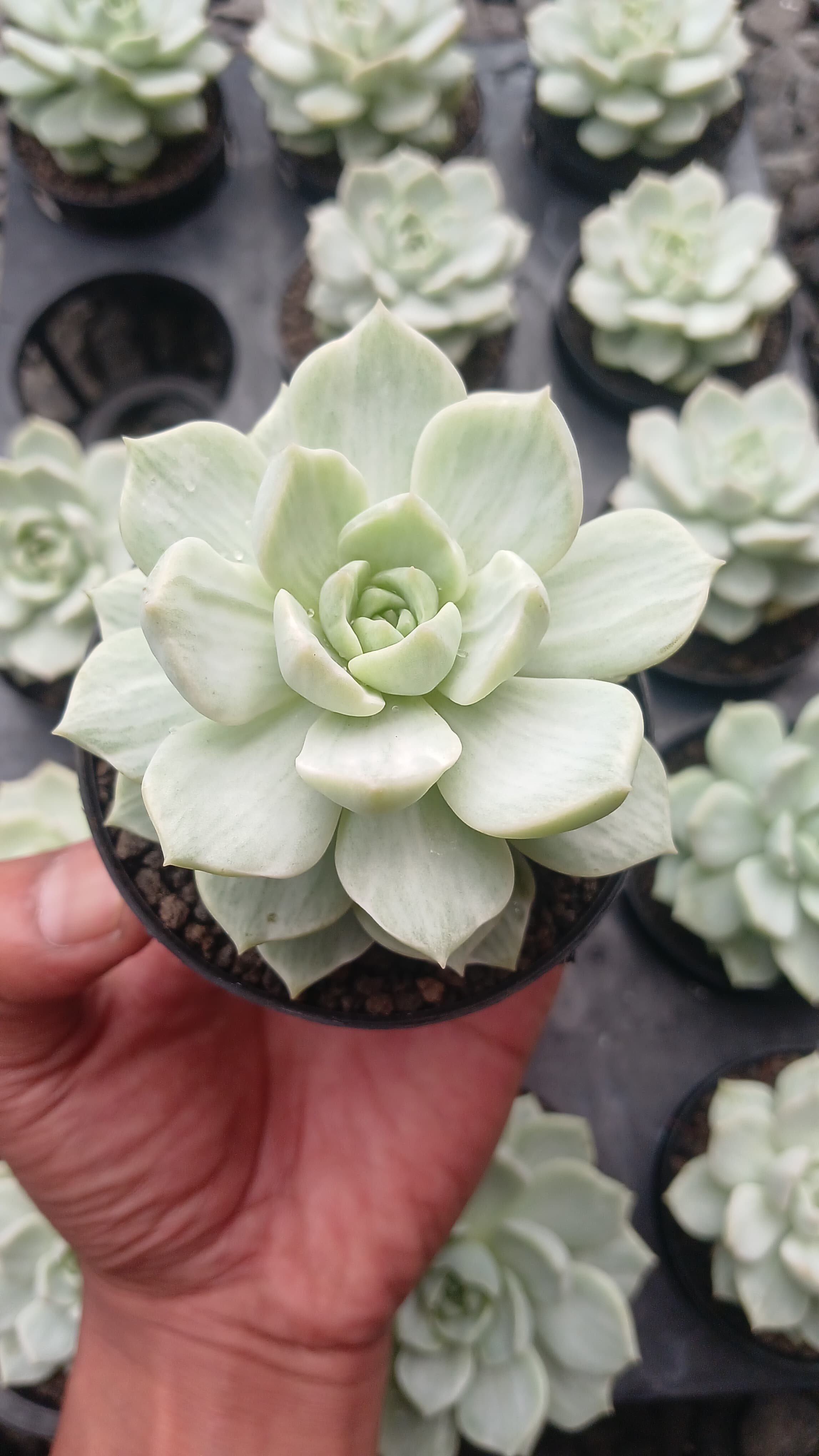 Echeveria Titubans Silky, real gallery image #1 plants. Picture taken directly from kaktus.id community Echeveria farmer green houses.