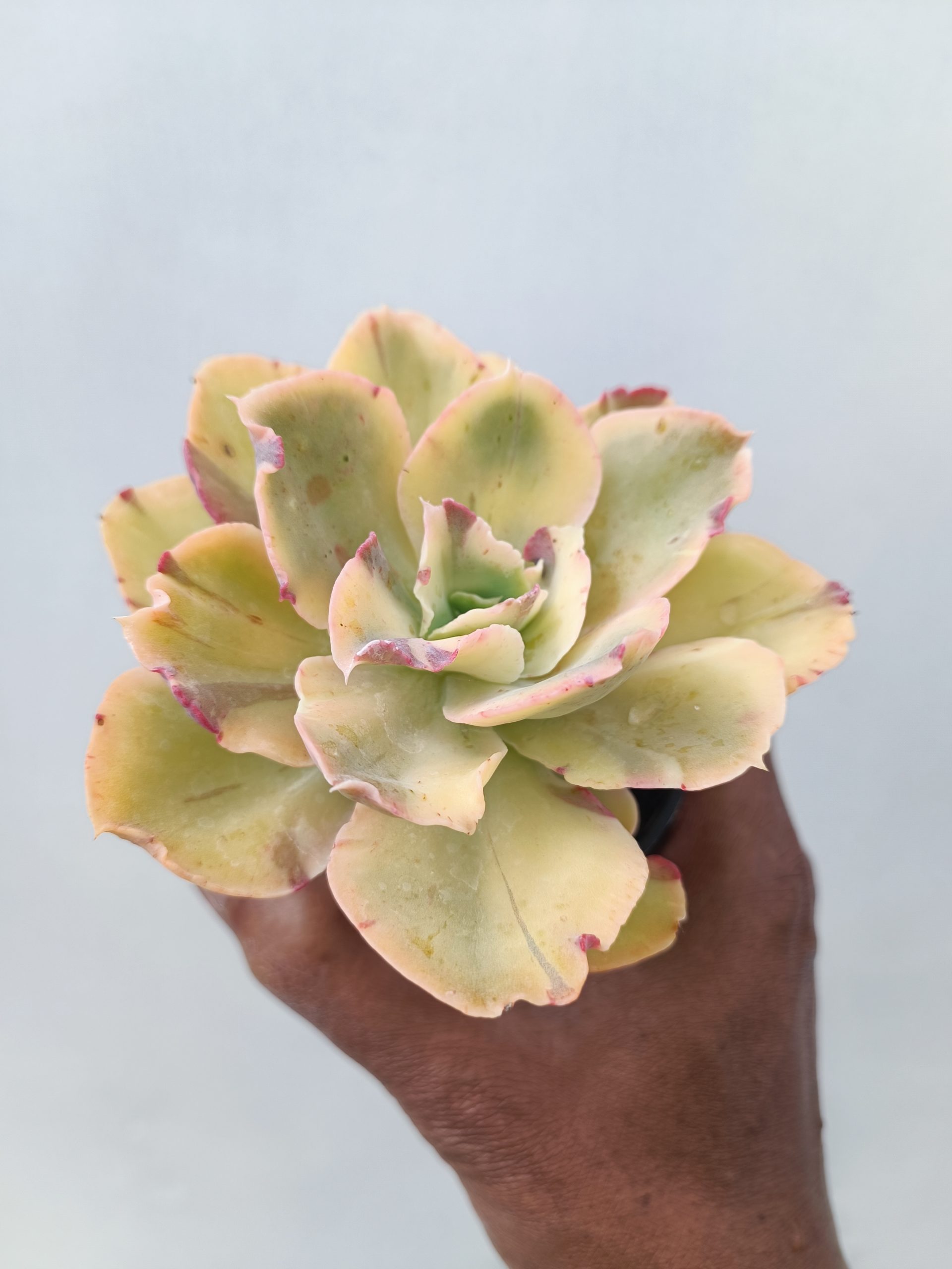 Echeveria Yellow Cloud, real gallery image #1 plants. Picture taken directly from kaktus.id community Echeveria farmer green houses.
