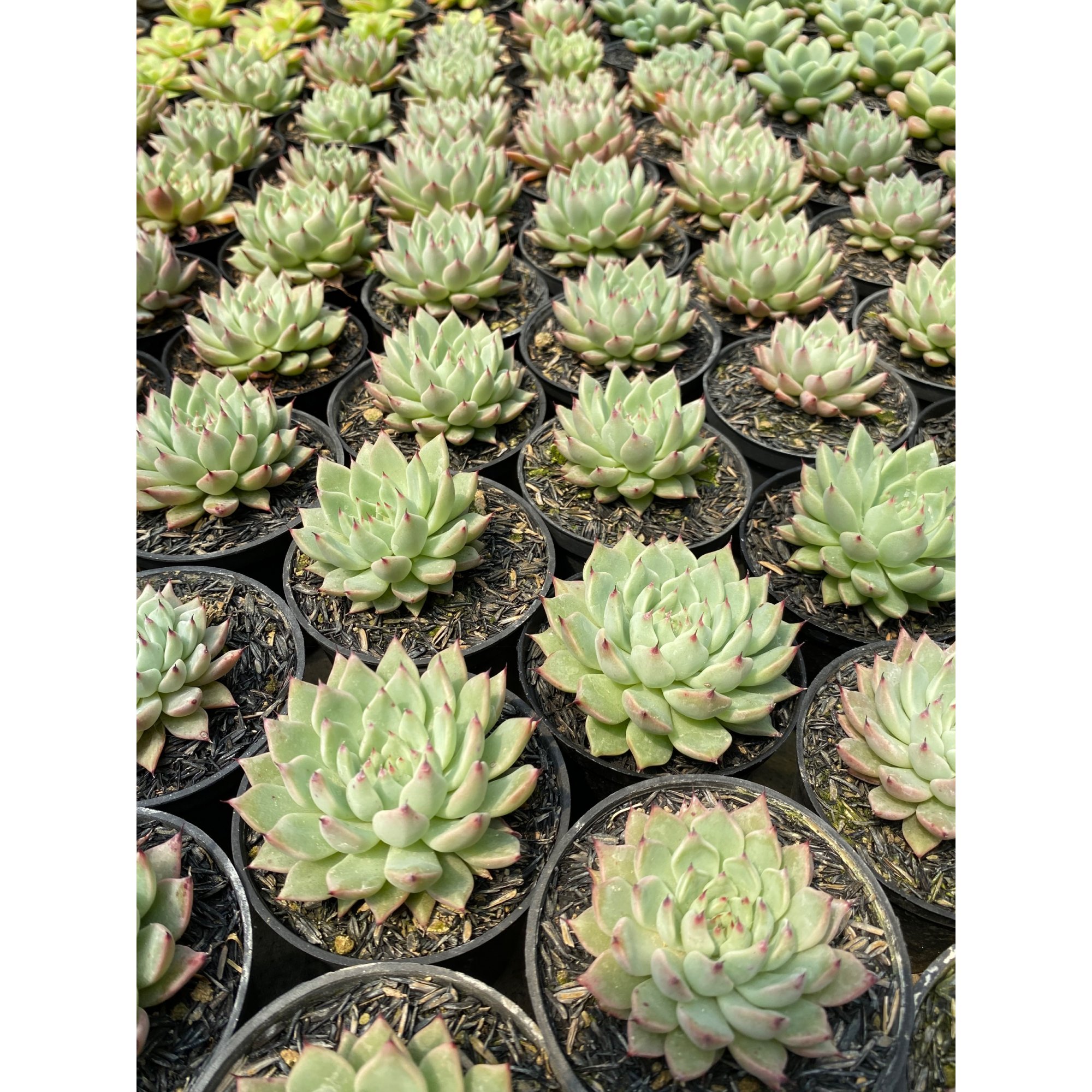 Echeveria Zaragozae 30pcs, real feature image plant. Picture taken directly from kaktus.id community Echeveria farmer green houses.
