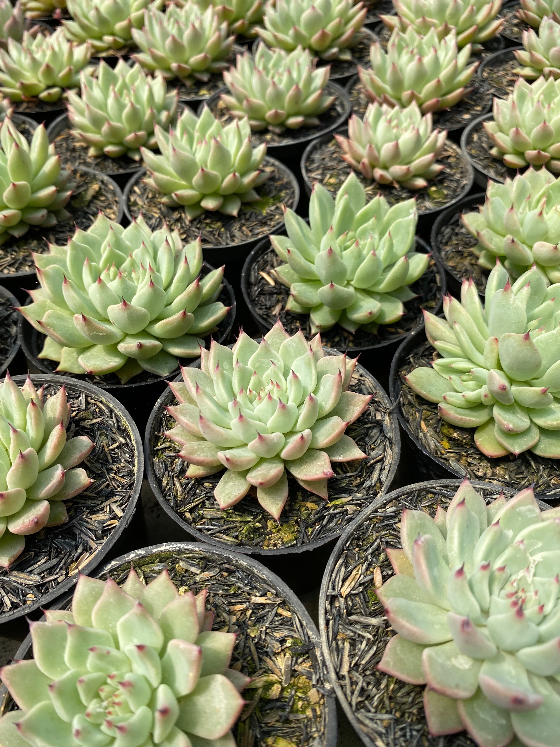 Echeveria Zaragozae 30pcs, real gallery image #1 plants. Picture taken directly from kaktus.id community Echeveria farmer green houses.
