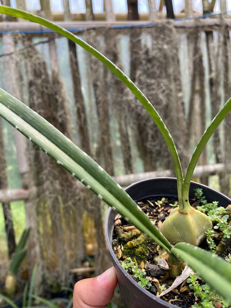 Encyclia Naranjapatensis, real gallery image #1 plants. Picture taken directly from kaktus.id community Encyclia farmer green houses.