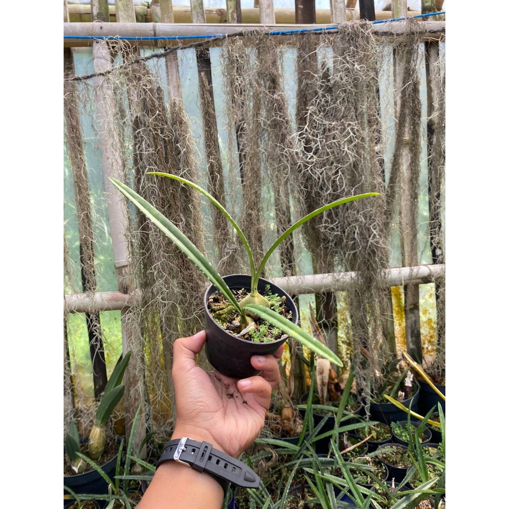 Encyclia Naranjapatensis, real feature image plant. Picture taken directly from kaktus.id community Encyclia farmer green houses.