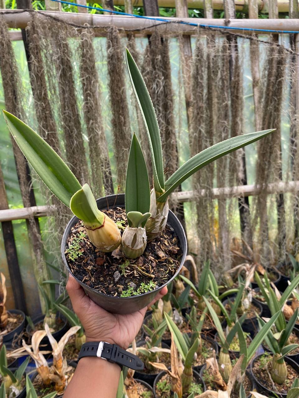 Eulophia Petersii, real gallery image #1 plants. Picture taken directly from kaktus.id community Eulophia farmer green houses.