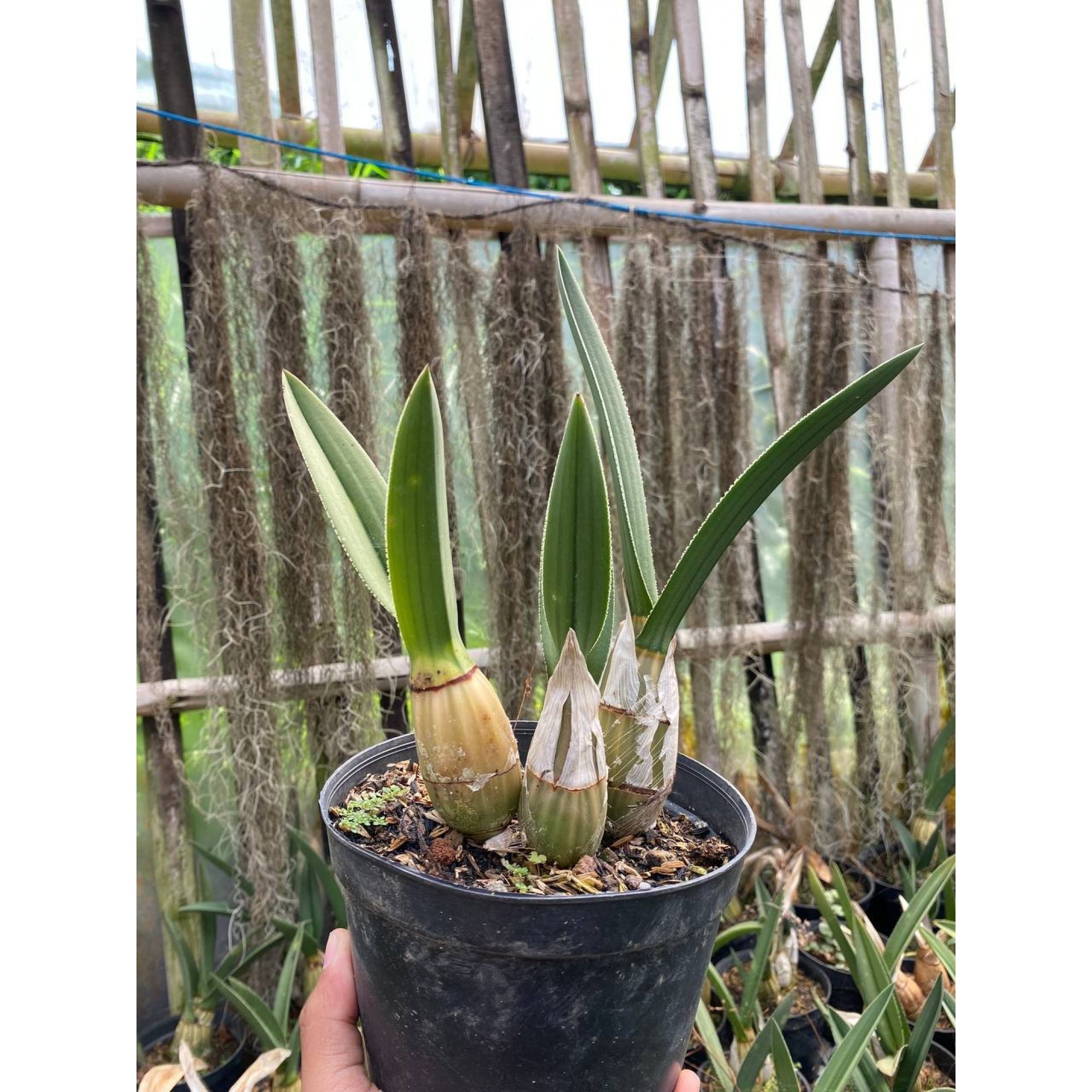 Eulophia Petersii, real feature image plant. Picture taken directly from kaktus.id community Eulophia farmer green houses.