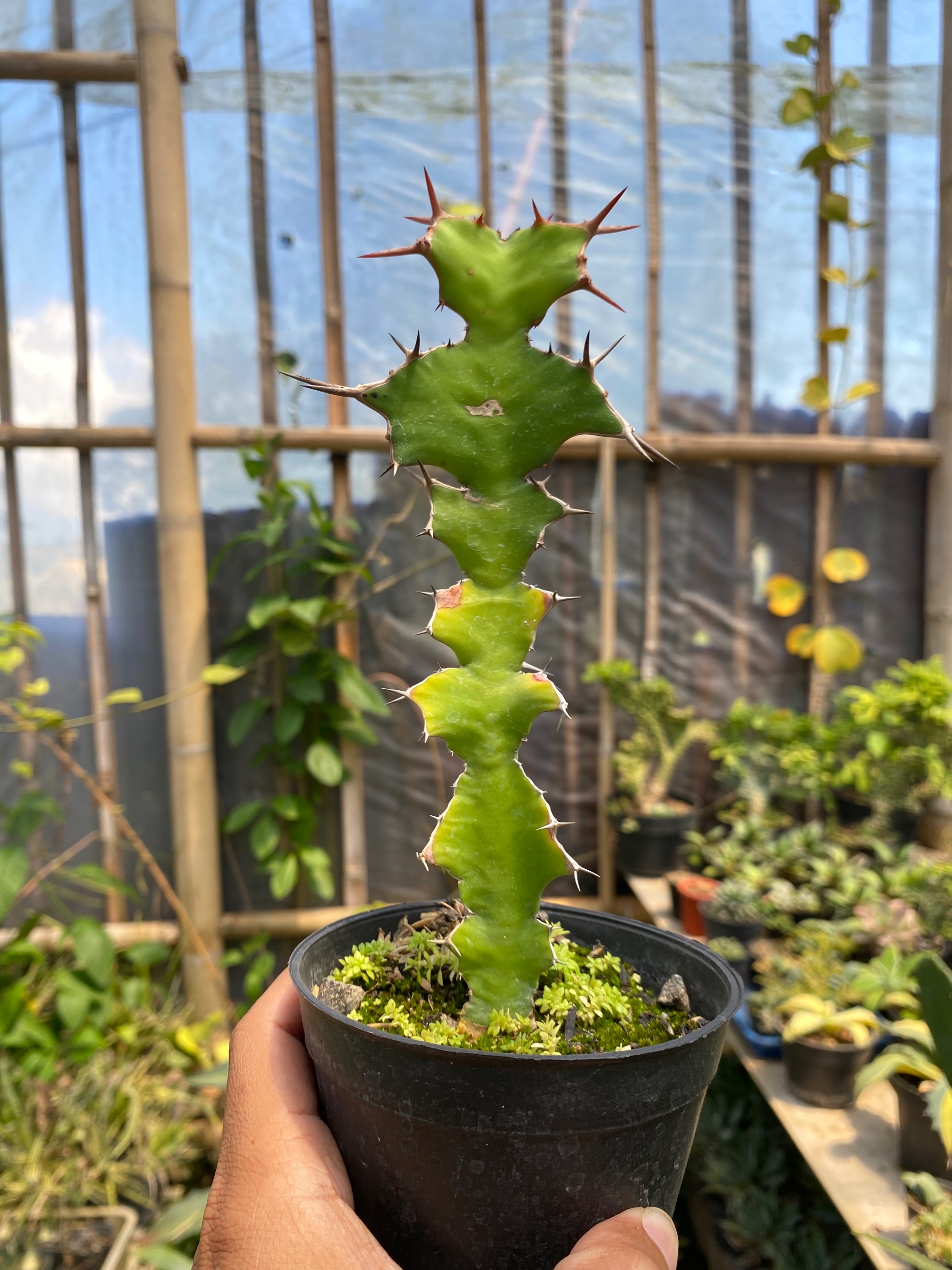 Euphorbia Ammak Green, real gallery image #1 plants. Picture taken directly from kaktus.id community Euphorbia farmer green houses.