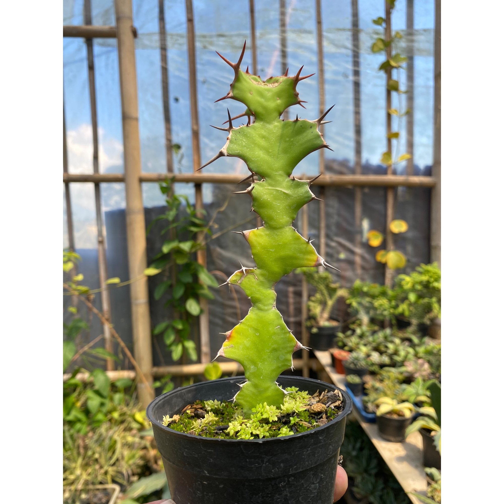 Euphorbia Ammak Green, real feature image plant. Picture taken directly from kaktus.id community Euphorbia farmer green houses.