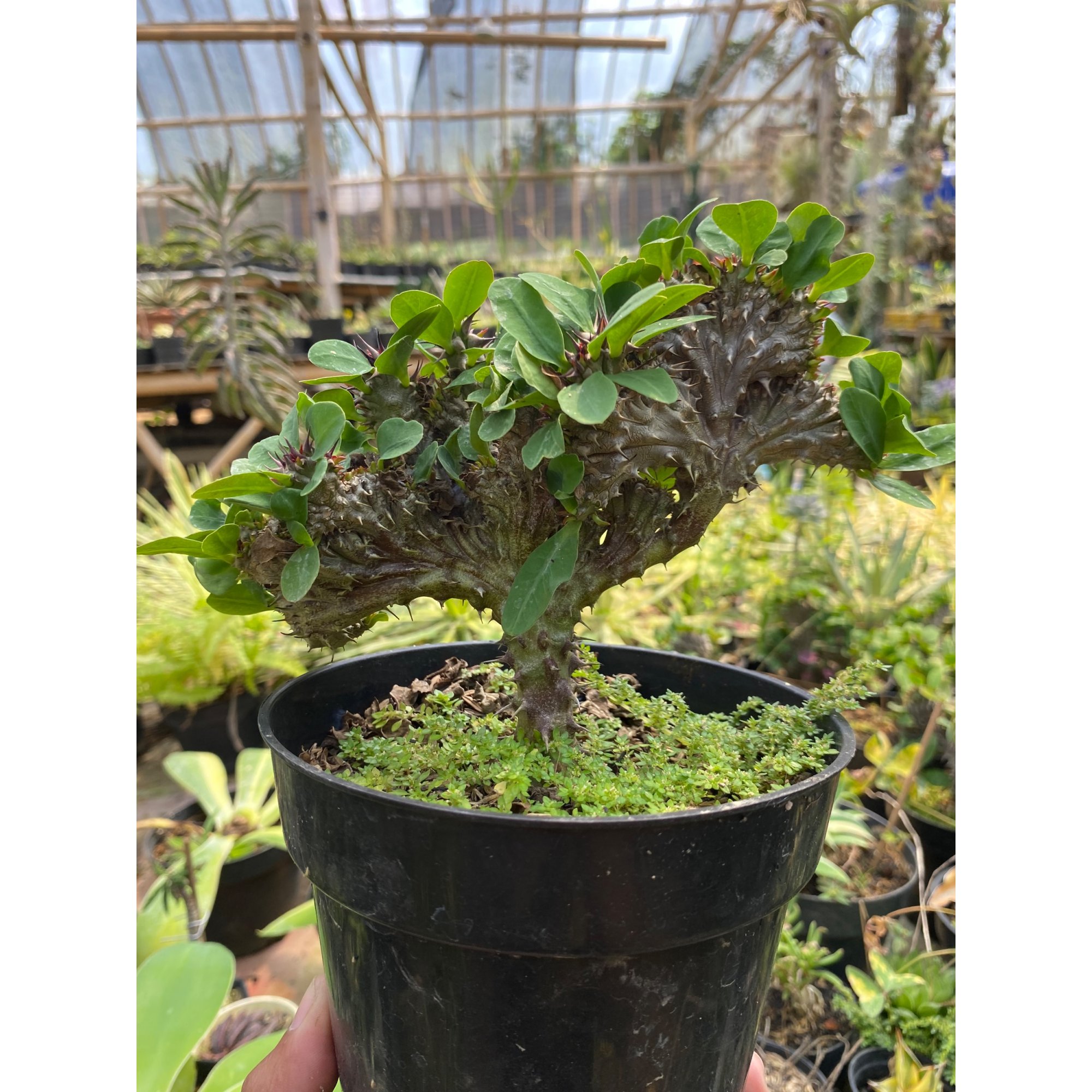 Euphorbia Milii Crested, real feature image plant. Picture taken directly from kaktus.id community Euphorbia farmer green houses.