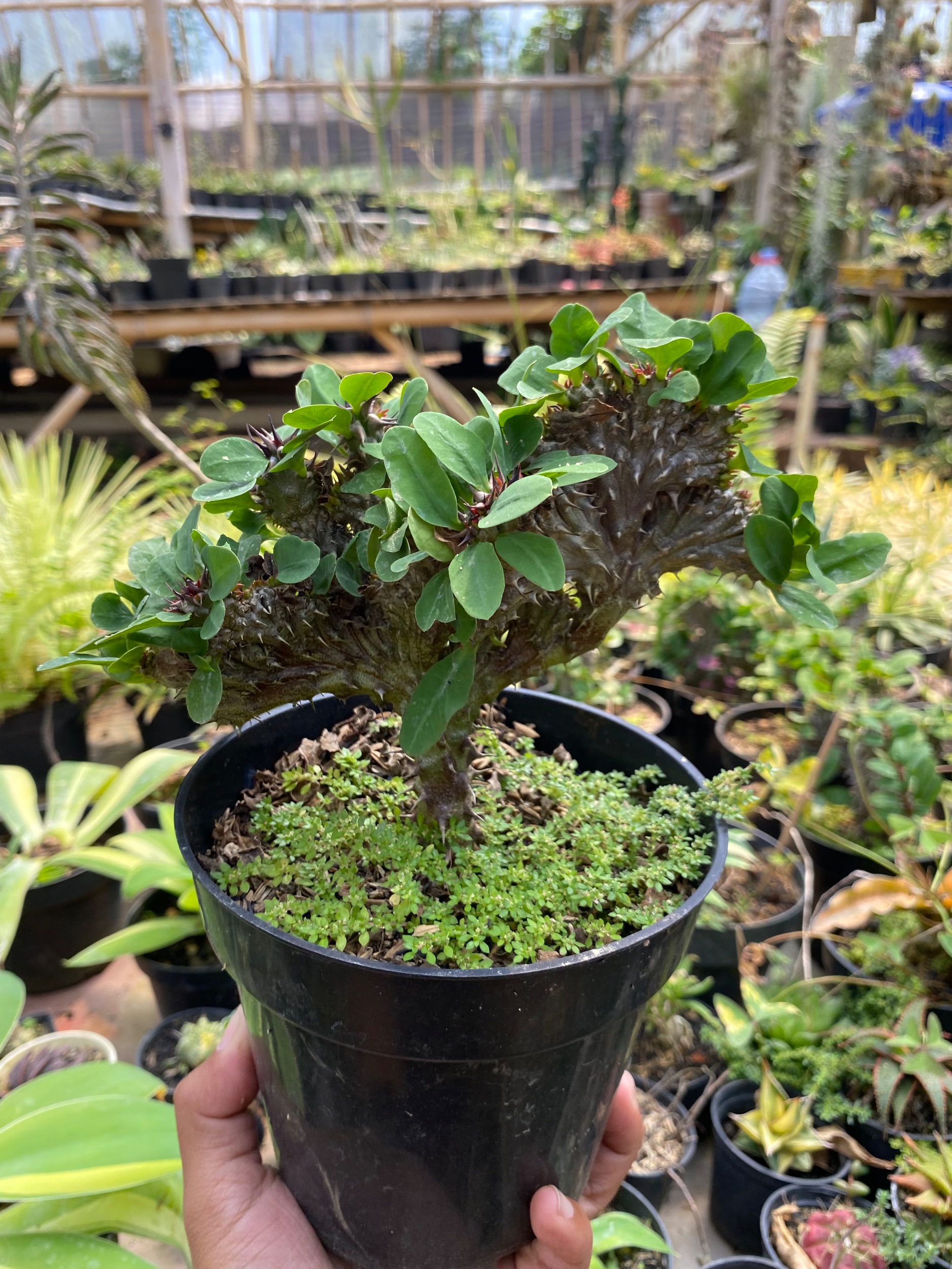 Euphorbia Milii Crested, real gallery image #1 plants. Picture taken directly from kaktus.id community Euphorbia farmer green houses.