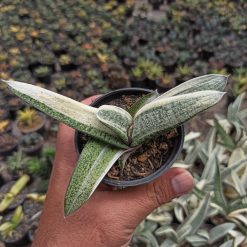 Gasteria Batesianana White Variegated, real gallery image #1 plants. Picture taken directly from kaktus.id community Gasteria farmer green houses.