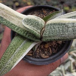 Gasteria Batesianana White Variegated, real gallery image #2 plants. Picture taken directly from kaktus.id community Gasteria farmer green houses.