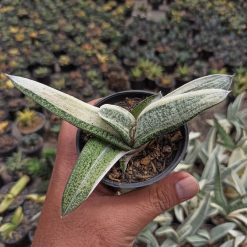 Gasteria Batesianana White Variegated, real gallery image #3 plants. Picture taken directly from kaktus.id community Gasteria farmer green houses.