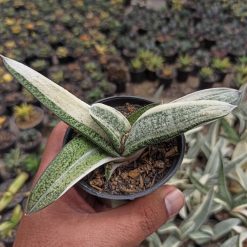 Gasteria Batesianana White Variegated, real feature image plant. Picture taken directly from kaktus.id community Gasteria farmer green houses.