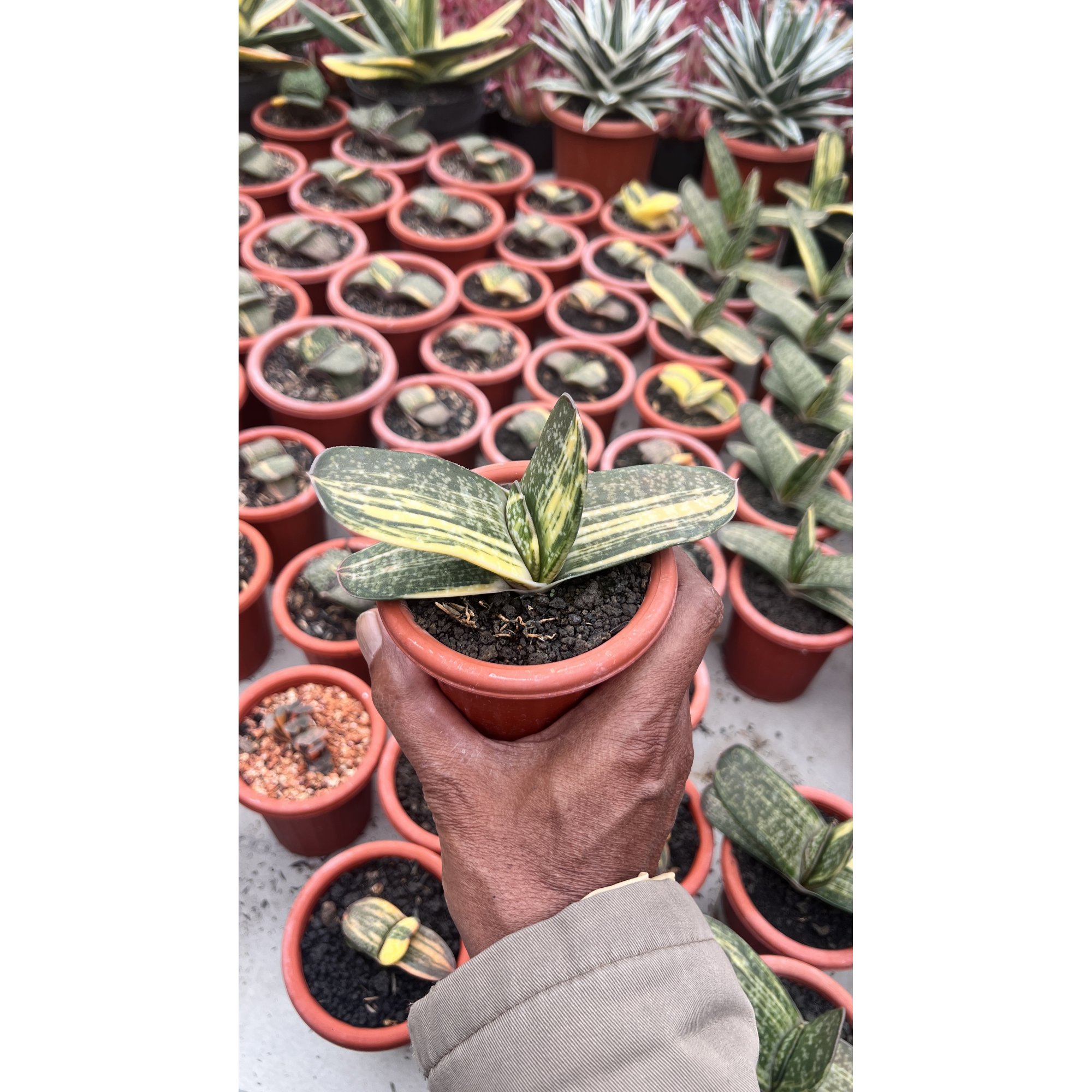 Gasteria Maculata, real feature image plant. Picture taken directly from kaktus.id community Gasteria farmer green houses.