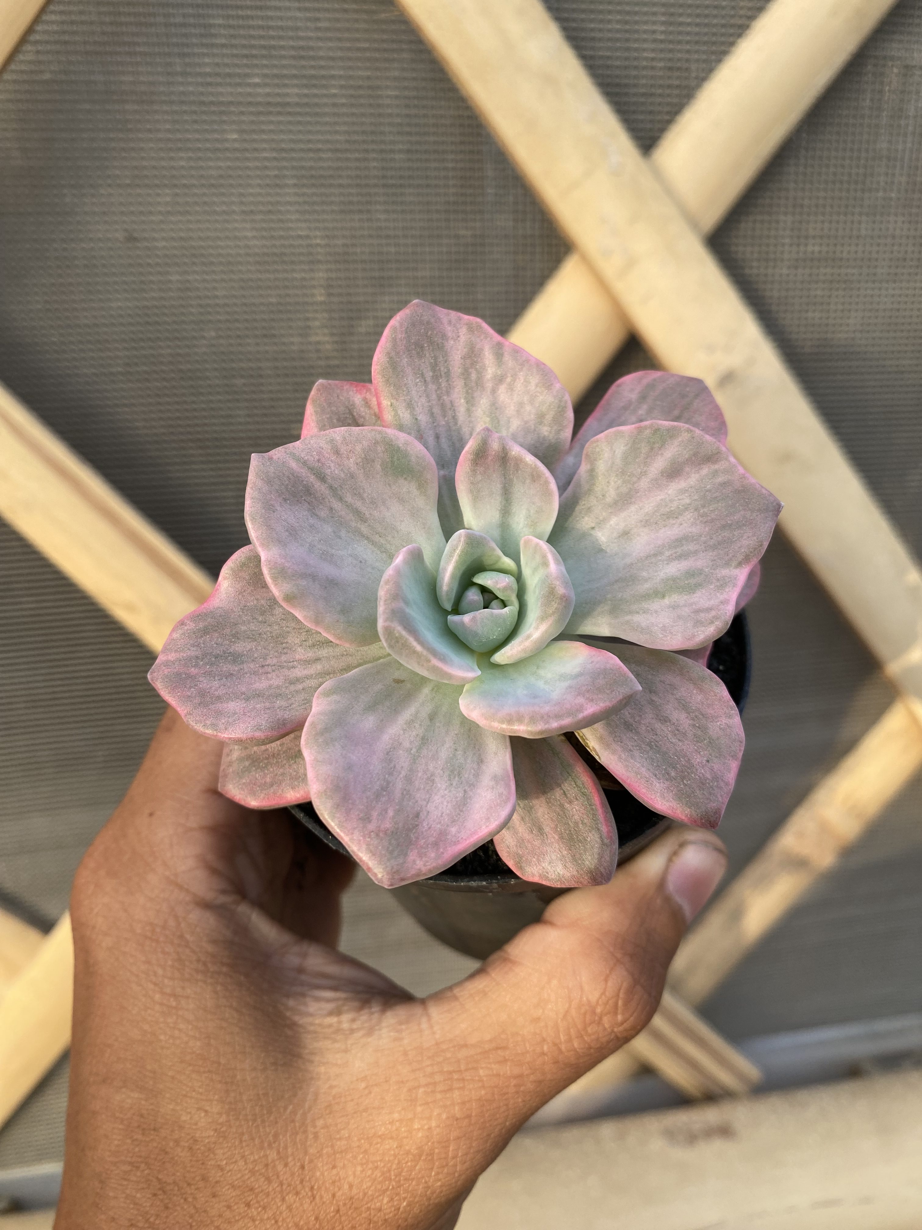 Graptoveria 'mrs. Richards' Variegated, real gallery image #1 plants. Picture taken directly from kaktus.id community Graptoveria farmer green houses.