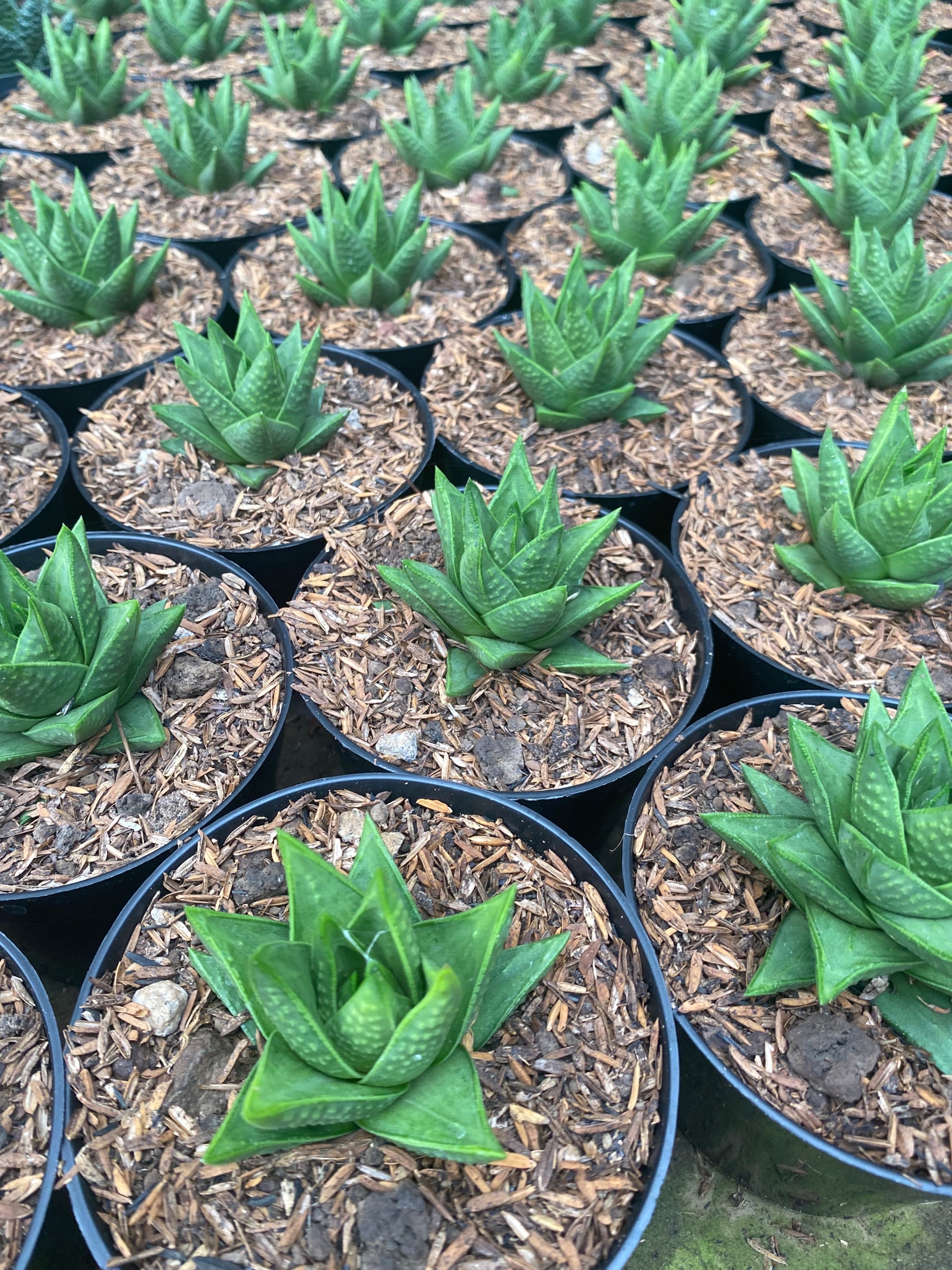Haworthia Astroloba Skinneri 30pcs, real gallery image #1 plants. Picture taken directly from kaktus.id community Haworthia farmer green houses.