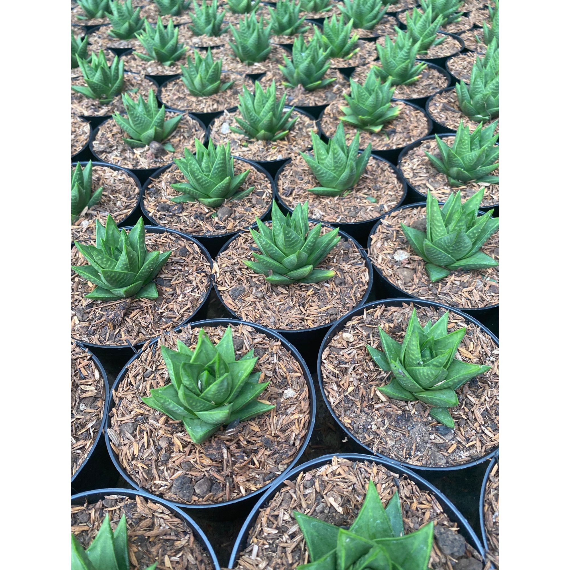 Haworthia Astroloba Skinneri 30pcs