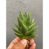 Haworthia Astroloba Skinneri 30pcs