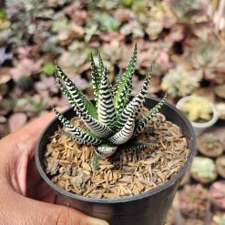 Haworthia Attenuata Zebra, real gallery image #1 plants. Picture taken directly from kaktus.id community Haworthia farmer green houses.