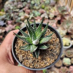 Haworthia Attenuata Zebra, real gallery image #2 plants. Picture taken directly from kaktus.id community Haworthia farmer green houses.