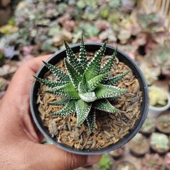 Haworthia Attenuata Zebra, real gallery image #3 plants. Picture taken directly from kaktus.id community Haworthia farmer green houses.