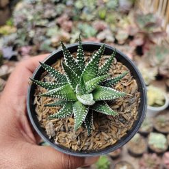 Haworthia Attenuata Zebra, real gallery image #4 plants. Picture taken directly from kaktus.id community Haworthia farmer green houses.