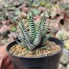 Haworthia Attenuata Zebra, real feature image plant. Picture taken directly from kaktus.id community Haworthia farmer green houses.