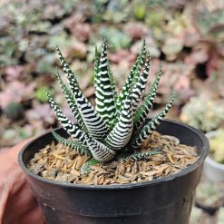 Haworthia Attenuata Zebra, real feature image plant. Picture taken directly from kaktus.id community Haworthia farmer green houses.
