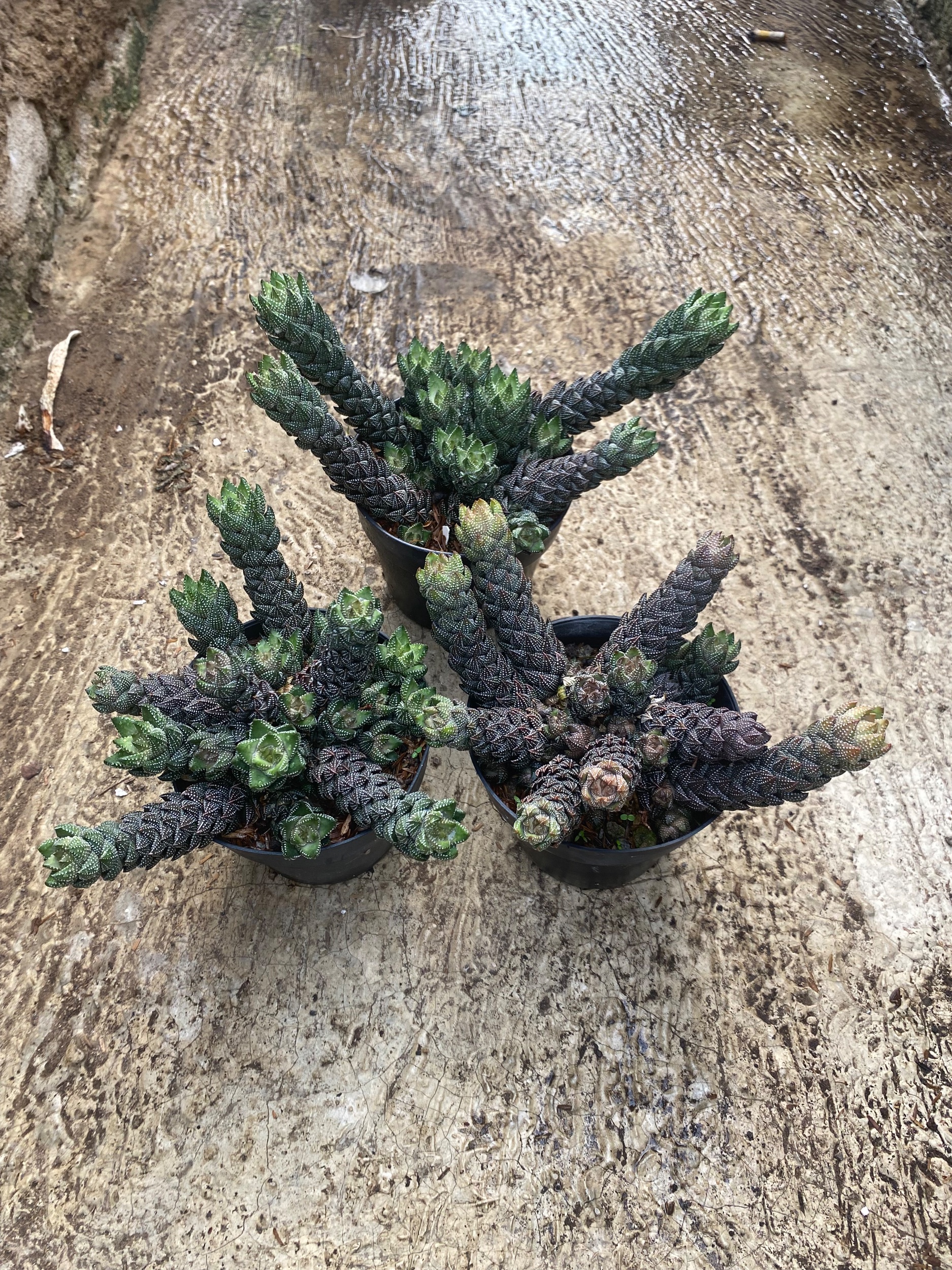 Haworthia Coarctata Cluster, real gallery image #1 plants. Picture taken directly from kaktus.id community Haworthia farmer green houses.