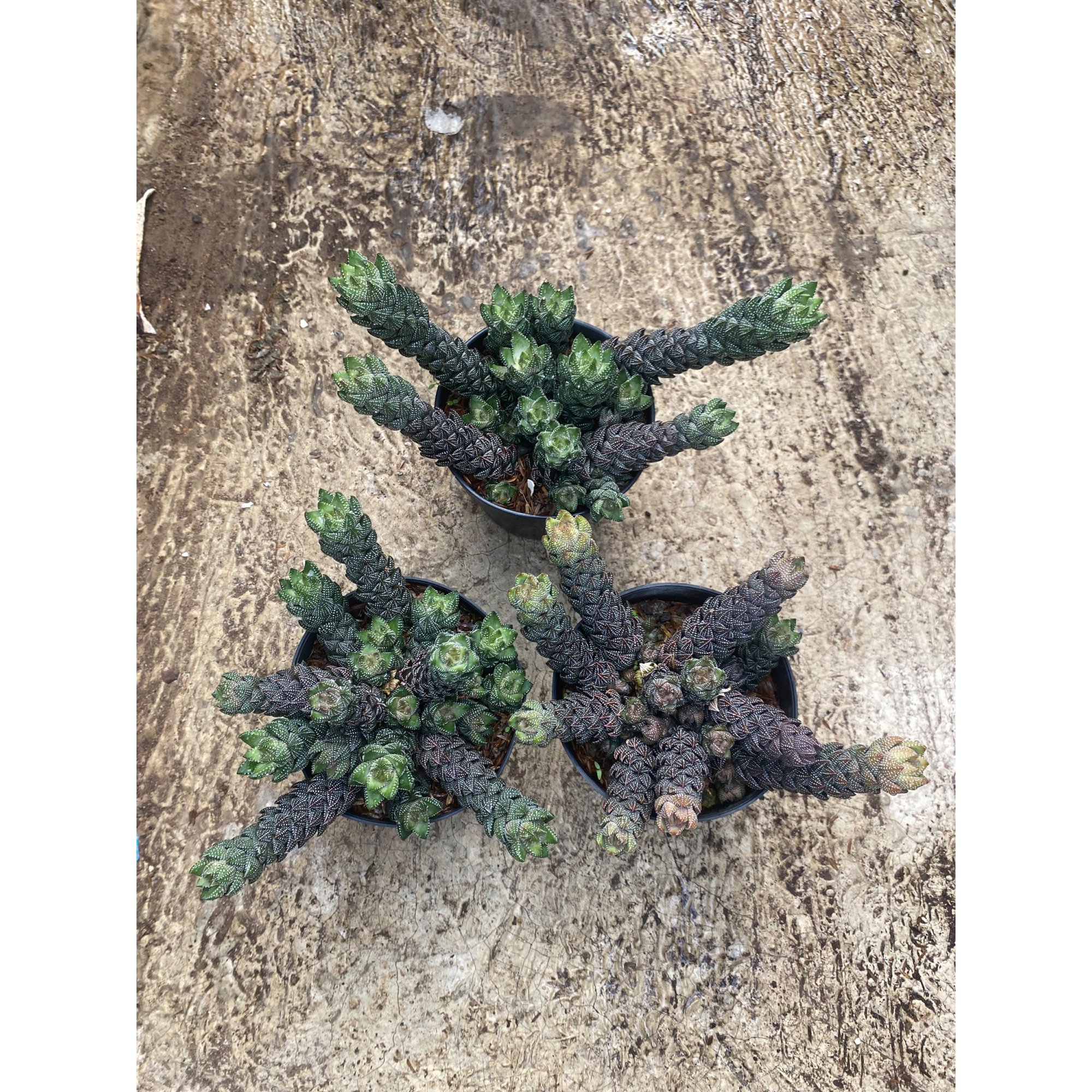Haworthia Coarctata Cluster